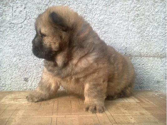 Maltese - Μαλτέζ καθαροαιμα και υιγιεστατα κουταβια στις καλυτερες ΑΘΗΝΑ 6979314054...